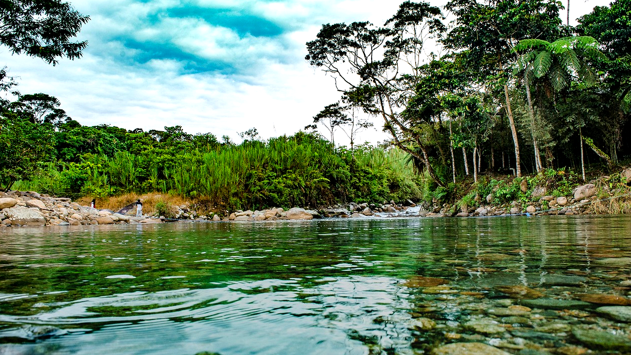 Brazil-inspired illustration for The Atlantic Forest, Parks and Environmental Learning