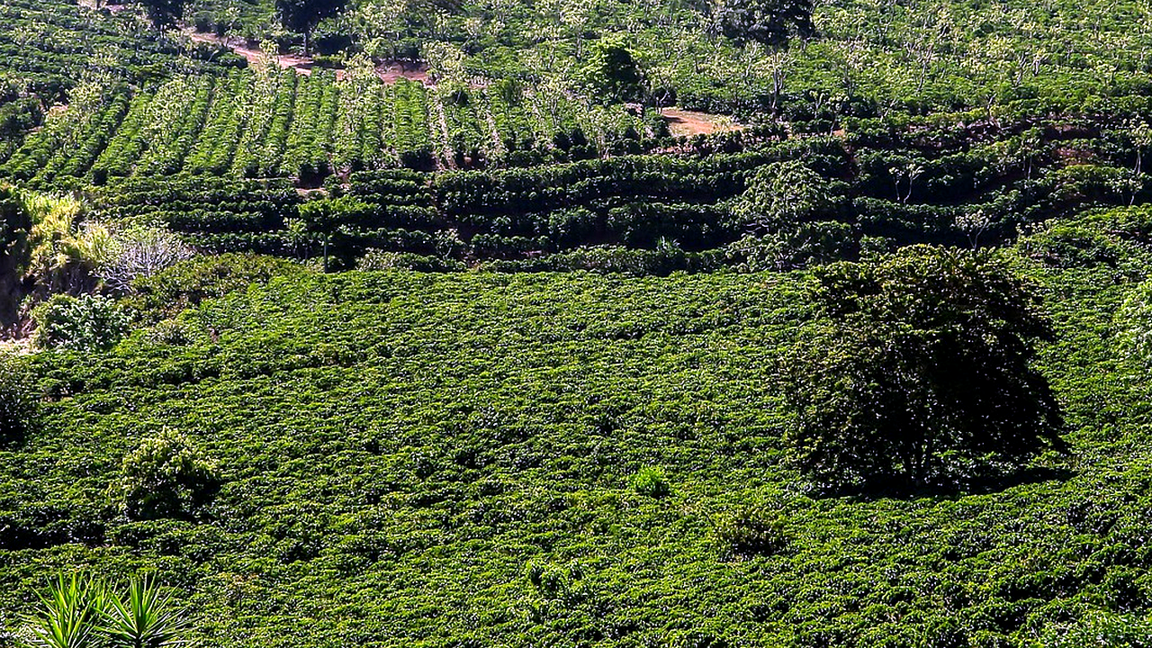 Brazilian culture and landscape detail