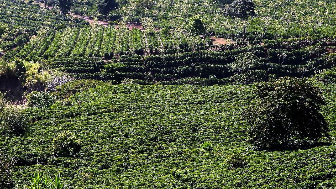 Brazilian culture and landscape detail